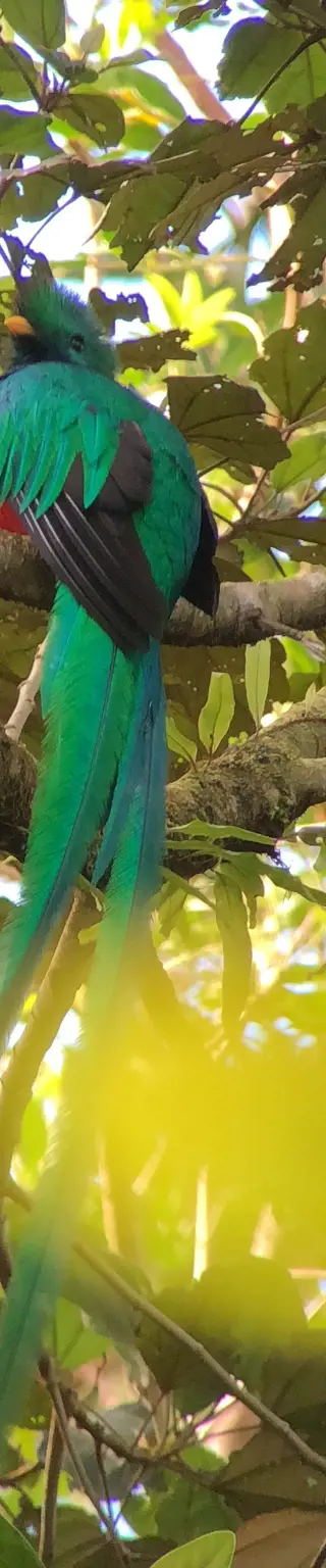 Ausschau halten nach Faultieren oder dem farbenprächtigen Vogel Quetzal im La Amistad Nationalpark